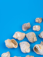 shells on a bright background