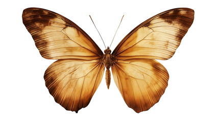 Fototapeta premium Brown butterfly vintage isolated on a white background
