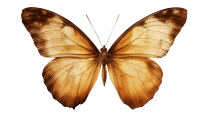 Brown butterfly vintage isolated on a white background