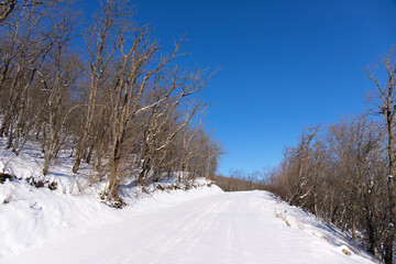 Young trees in a calm winter forest.
