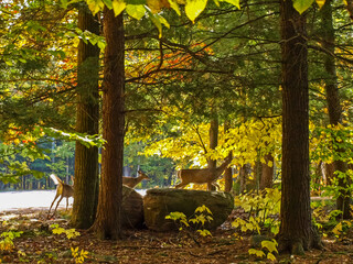 Forest deer in the autumn forest, animals near Lake Huron.
