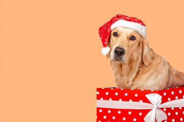 A golden retriever in a Santa hat and in a gift box. Festive mood.