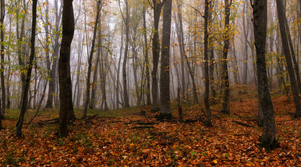 Yellow leaves lie on the ground in the autumn forest.