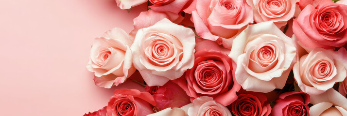 Obraz premium Pink and white roses on light pink background with copy space, Valentine's Day, Easter, Birthday, Happy Women's Day 8 march, Mother's Day. Flat lay, top view, banner 3:1