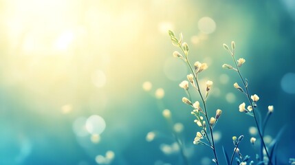 Obraz premium Delicate White Flowers Basking In Sunlight