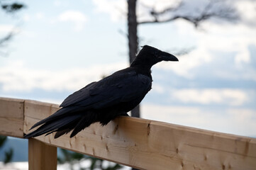 Black raven (Corvus corax) sitting on wooden railing, eastern Siberia, Sakha Republic, Russia