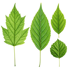 Obraz premium green leaf isolated on white