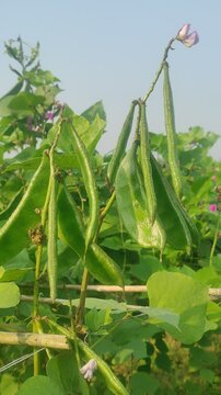 Lablab purpureus (Hyacinth bean, Dolichos bean, Seem bean, Lablab bean, Australian pea) ; Fresh pods on trunk, green and crimson, flat, long, curled with end nip.	