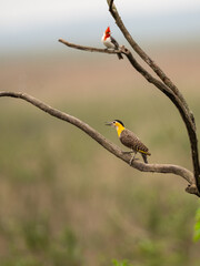 Campo Flicker perched on dead tree branch