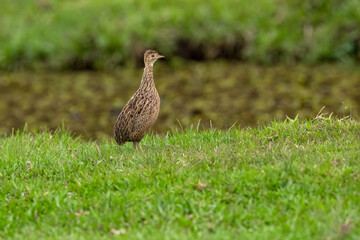 Spotted Nothura with intricate brown and black plumage, standing in a grassy field