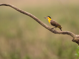 Campo Flicker perched on dead tree branch