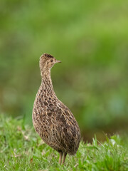 Spotted Nothura with intricate brown and black plumage, standing in a grassy field