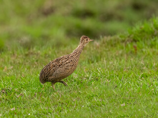 Spotted Nothura with intricate brown and black plumage, standing in a grassy field