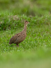 Spotted Nothura with intricate brown and black plumage, standing in a grassy field