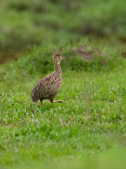 Spotted Nothura with intricate brown and black plumage, standing in a grassy field