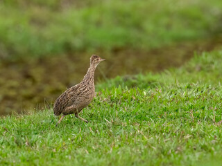 Spotted Nothura with intricate brown and black plumage, standing in a grassy field