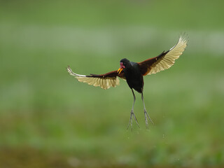 A Wattled Jacana in flight on green background
