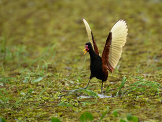 A Wattled Jacana with open wings  among lush green aquatic vegetation
