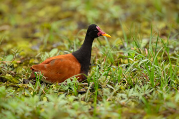 A Wattled Jacana resting among lush green aquatic vegetation