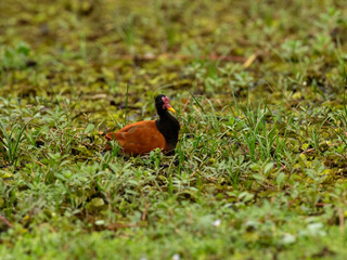 A Wattled Jacana resting among lush green aquatic vegetation