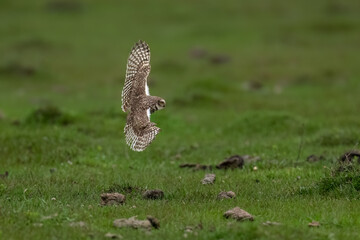 Burrowing Owl in flight against green background