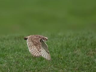 Burrowing Owl in flight against green background