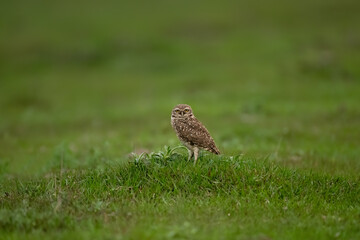 Burrowing Owl standing on green grass