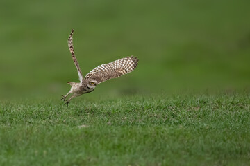 Burrowing Owl in flight against green background