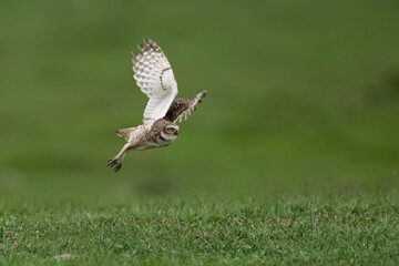 Burrowing Owl in flight against green background