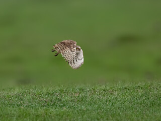 Burrowing Owl in flight against green background