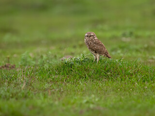 Burrowing Owl standing on green grass