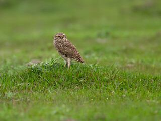 Burrowing Owl standing on green grass