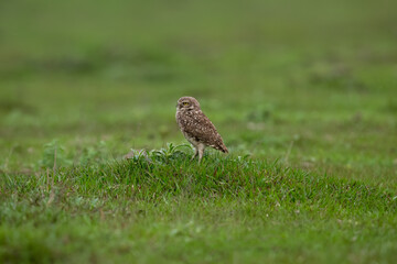 Burrowing Owl standing on green grass