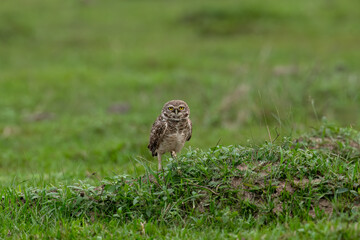 Burrowing Owl standing on green grass
