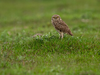 Burrowing Owl standing on green grass
