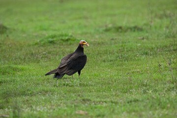 Lesser Yellow-headed Vulture standing in green grass