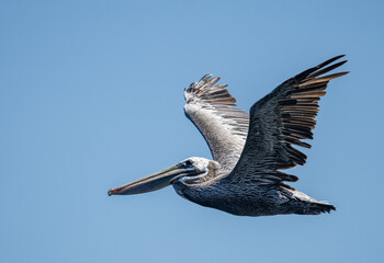 Pelican flying against the blue sky
