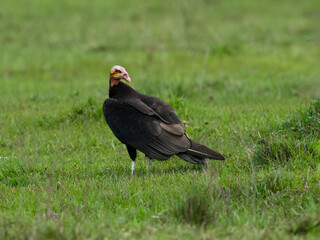 Lesser Yellow-headed Vulture standing in green grass