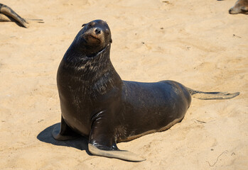 On the beach in Monterey, CA a sealion enjoying the sun