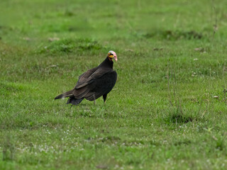 Lesser Yellow-headed Vulture standing in green grass