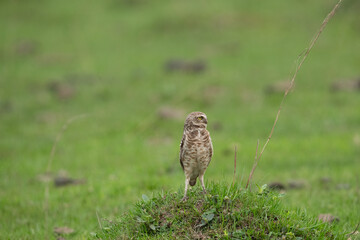 Burrowing Owl standing on green grass