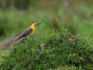 Campo Flicker perched on green grass