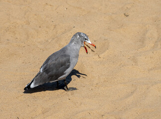 Gray seagull playing with seaweed on the beach