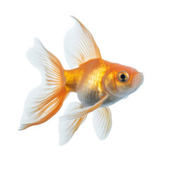 Goldfish with flowing fins