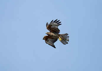 Red shoulder hawk flying against the blue sky