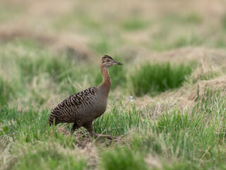Spotted Nothura with intricate brown and black plumage, standing in a grassy field