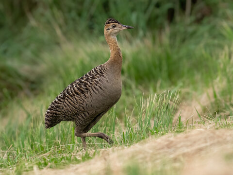 Spotted Nothura with intricate brown and black plumage, standing in a grassy field