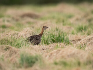 Spotted Nothura with intricate brown and black plumage, standing in a grassy field