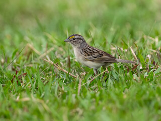 Fototapeta premium Grassland Sparrow foraging in green grass