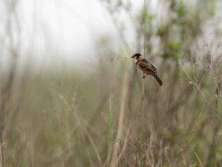 Rusty-collared Seedeater perched on a plant stem